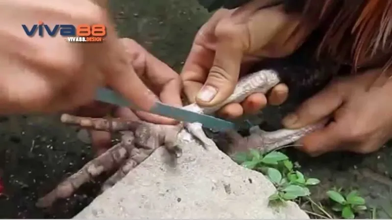 cach-cat-cua-ga-cac-rui-ro