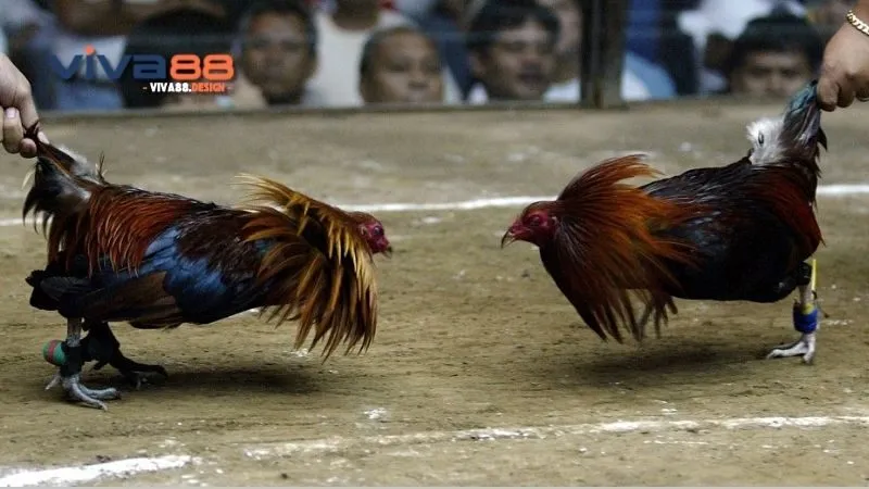 da-ga-asil-cua-tron-meo-ga