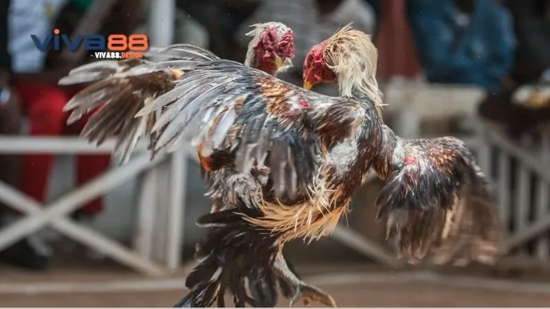 ga-cop-thomo-huong-dan